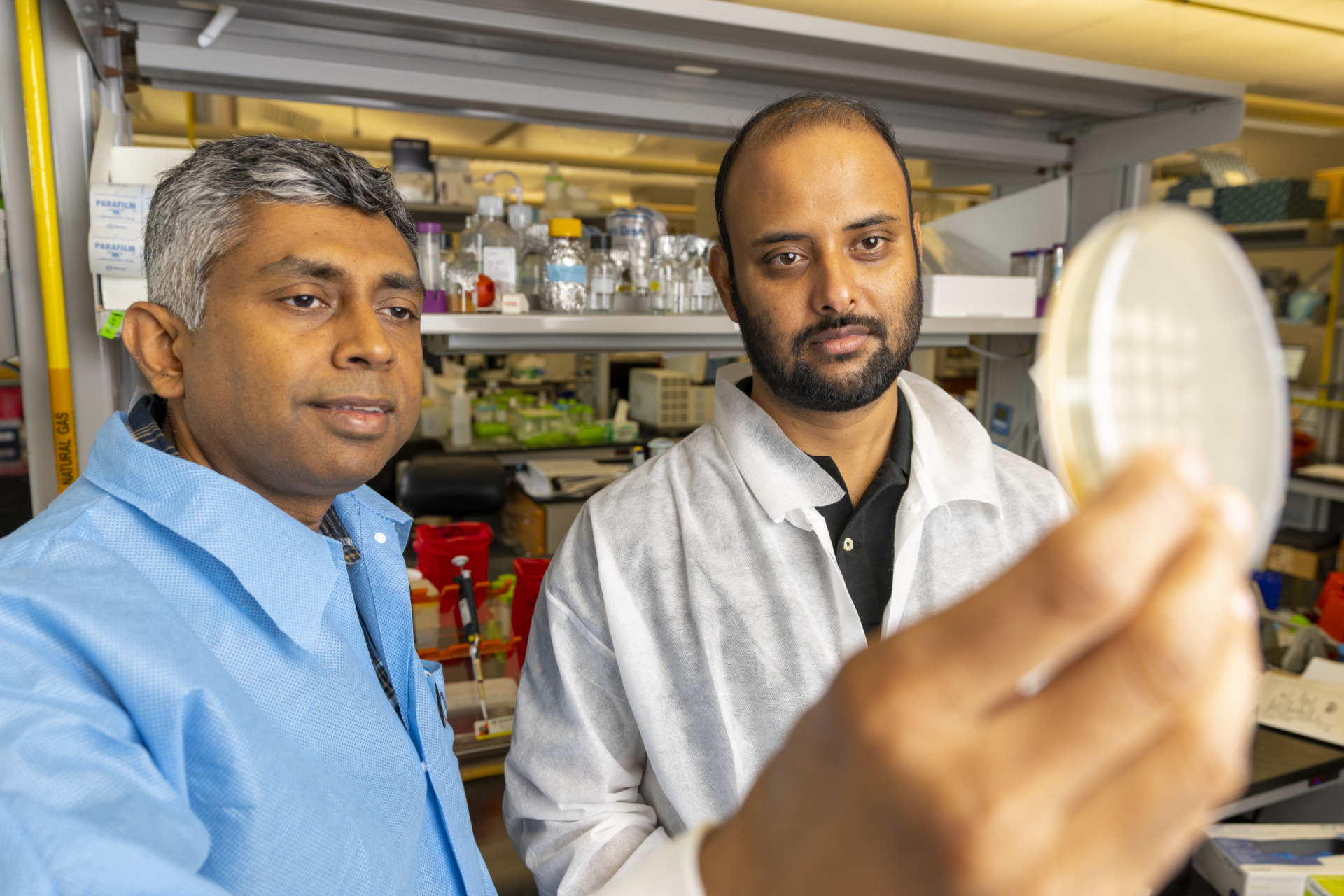 Drs. Gohil and Zulkifli in the Gohil lab. Gohil is holding a petri dish
