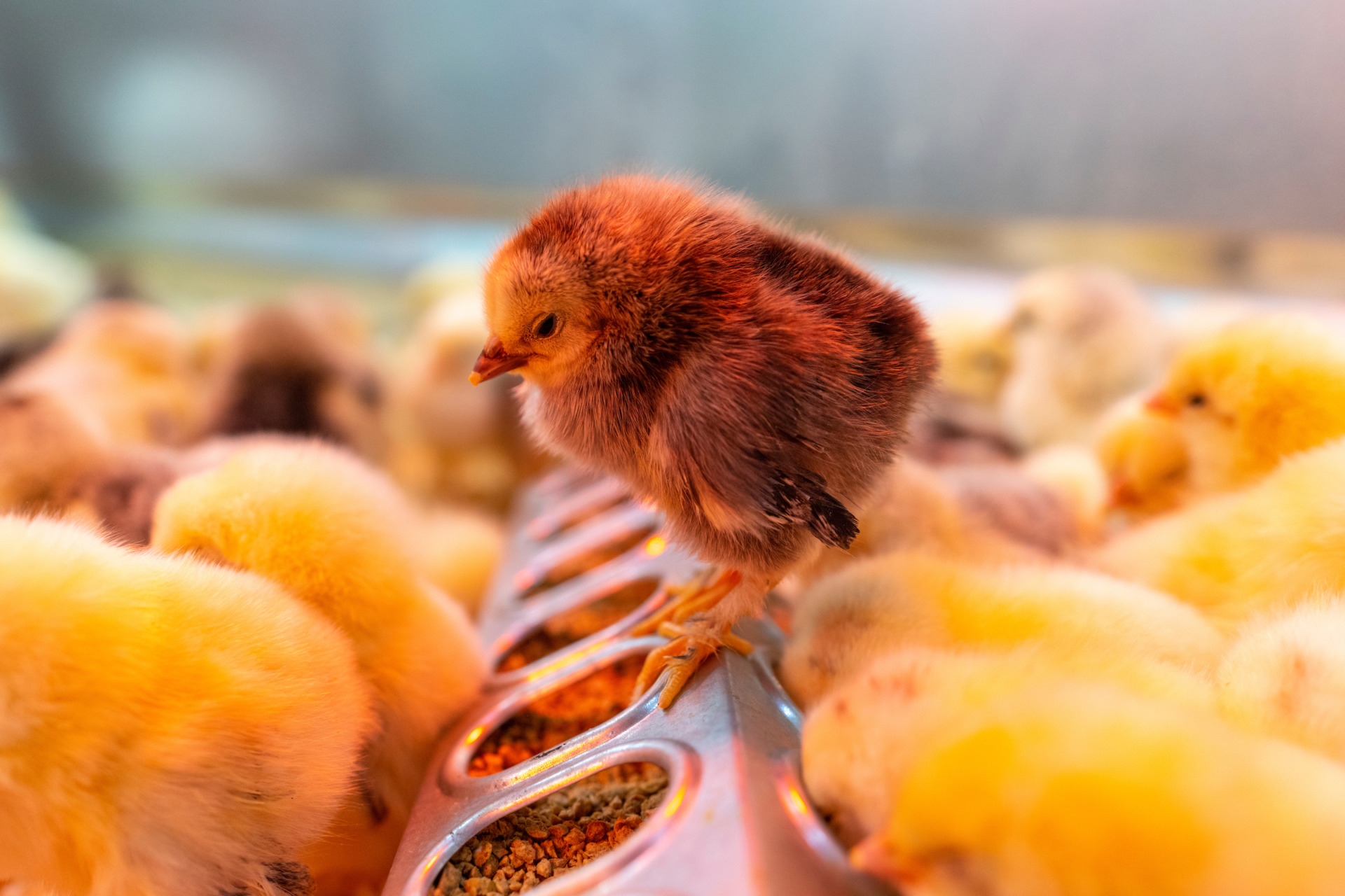 One brown, white and yellow chick standing on a feeder.