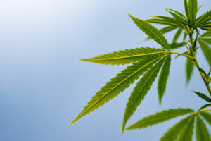 A close-up view of a hemp plan against a blue sky