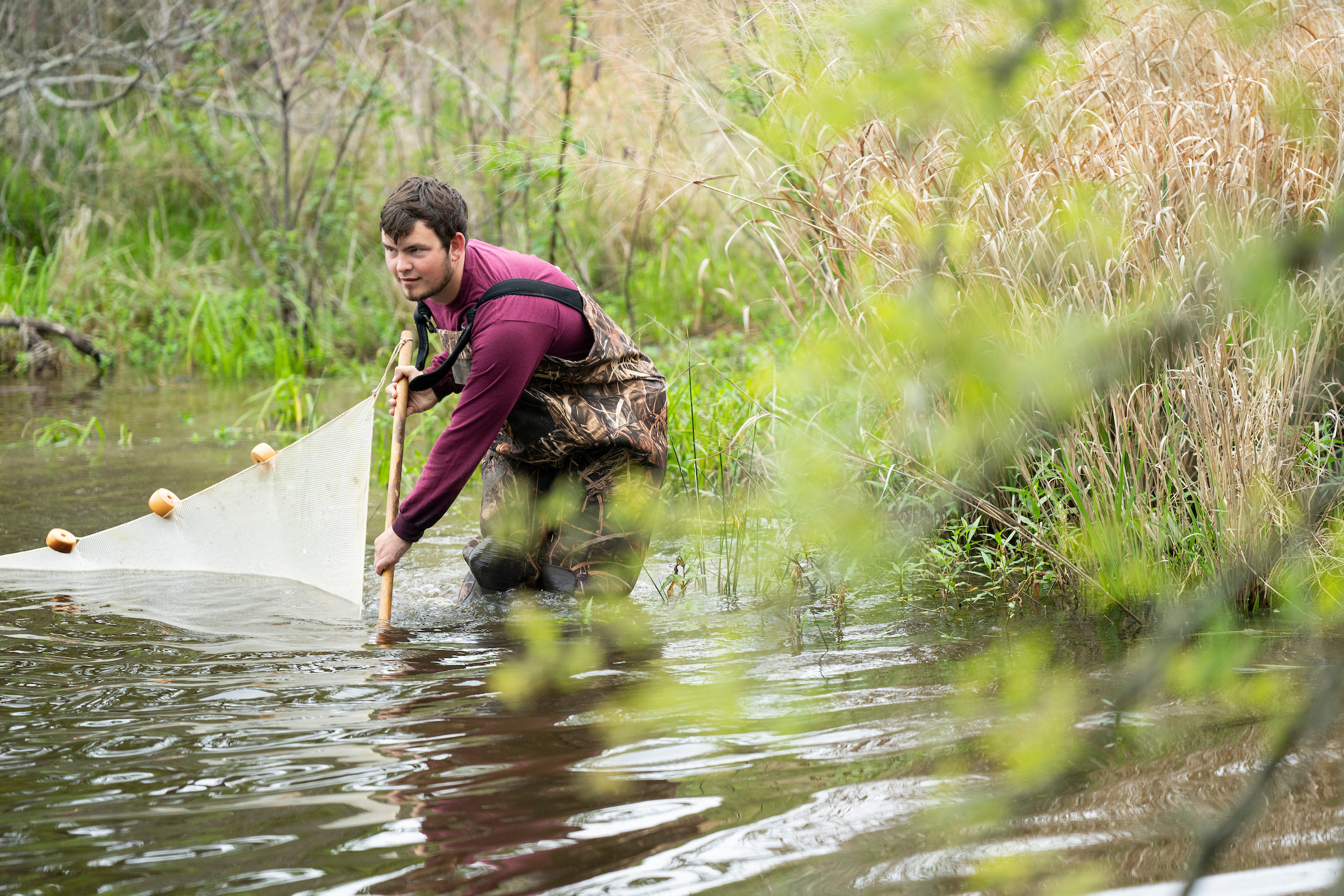 A male student in waders and a maroon shirt maneuvers a large net through a pond using a wooden pole
