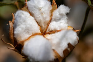 A close-up of a cotton boll on a cotton plant.