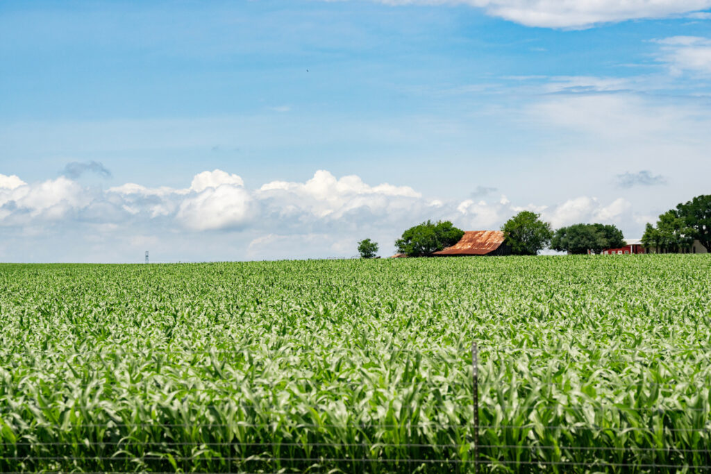 Corn standing in a field.