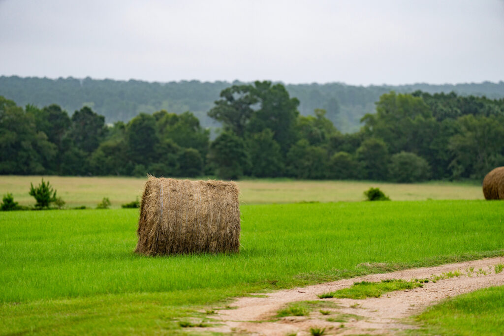A bale of hay in a field. Hay fertilizer rates and the differences in liming materials to reduce soil acidity are among the many topics that will be covered during the 2024 O.D. Butler Field Day in Franklin on May 17.