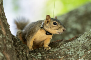 A squirrel with a small radio collar