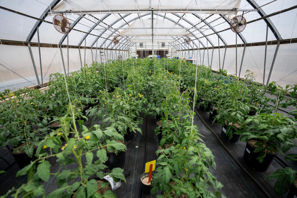 Rows of tomato plants in a greenhouse.