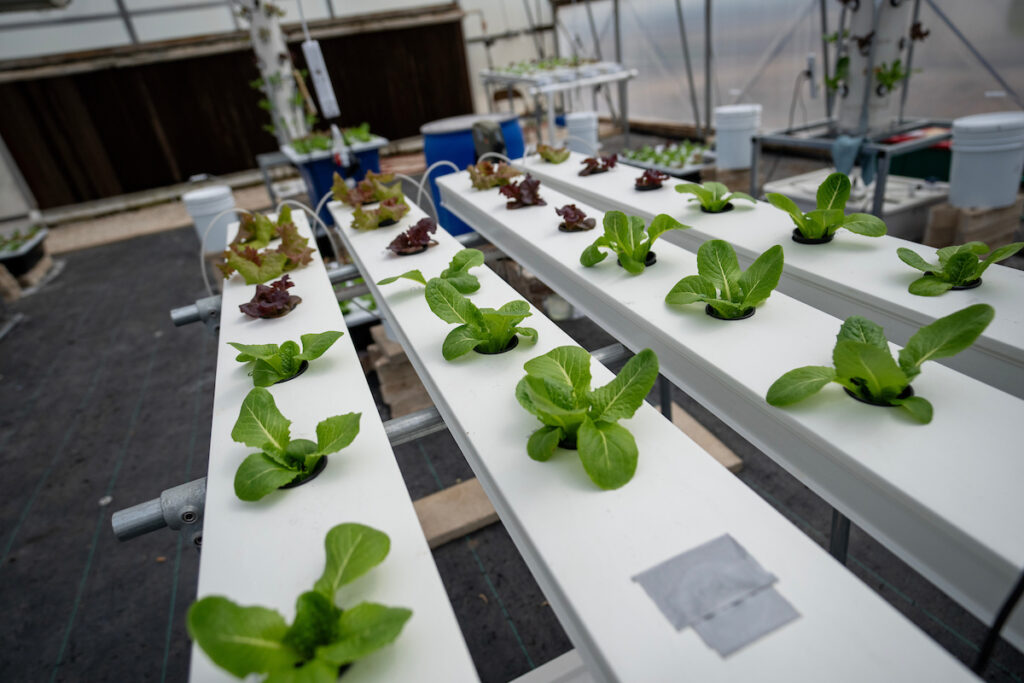 Plants in rows in an aquaponics unit.