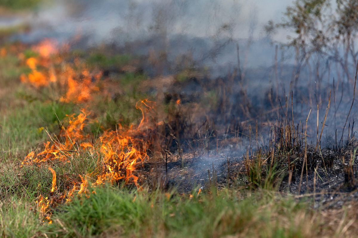 wildfire flames moving across a green field