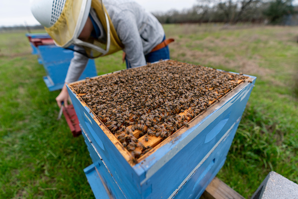 A bee hive box with the top removed exposing thousands of honey bees.