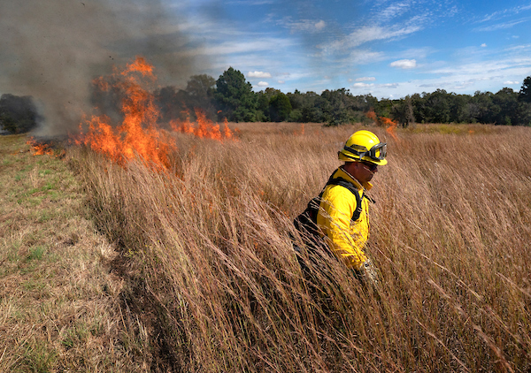 A man in yellow protective gear works to set a prescribed fire on a grassland. Large flames rise behind him.
