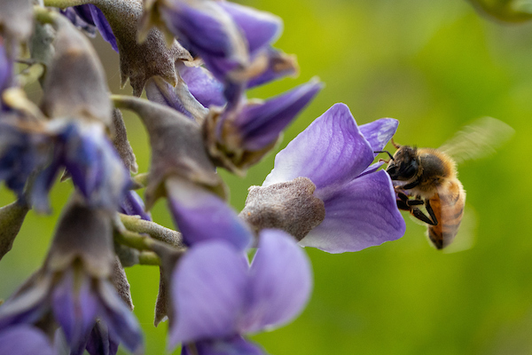 A bee gathering pollen from Texas Mountain laurel.