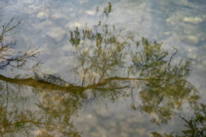A tree reflecting off the surface of the water.