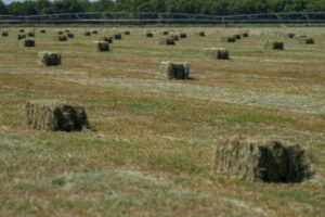 Hay bales at a farm.