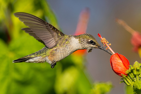 How to feed hummingbirds in Texas