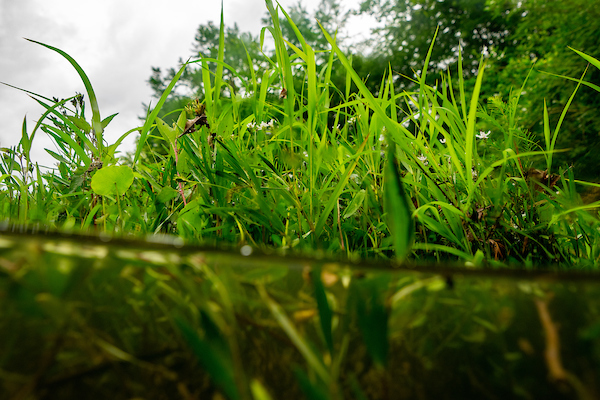 Managing green plants along the banks of the Guadalupe River is part of a pesticide applicator recertification program