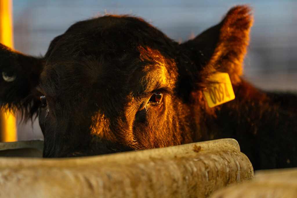 the headshot of a dark colored beef cow staring over a fence with a yellow tag in its ear.