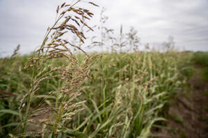 Perennial sorghum growing at an irrigation trial.