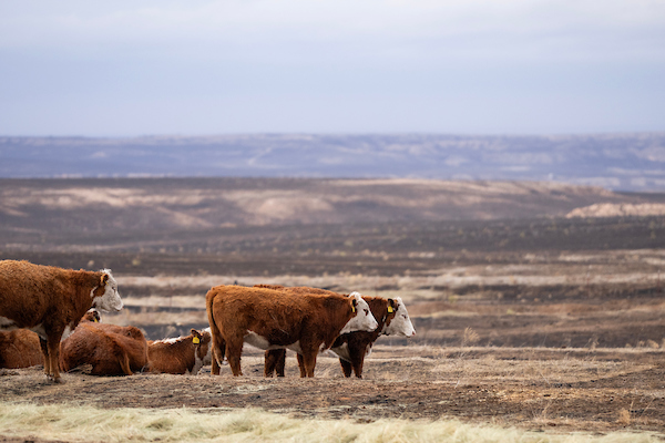 Hereford cattle graze on hay in a field burned by the Smokehouse Creek Fire. A multistate agricultural tour will feature topics such as post-fire recovery and cattle nutrition and pasture management. (Sam Craft/Texas A&M AgriLife)
