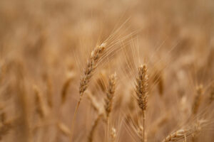 Wheat in a field.