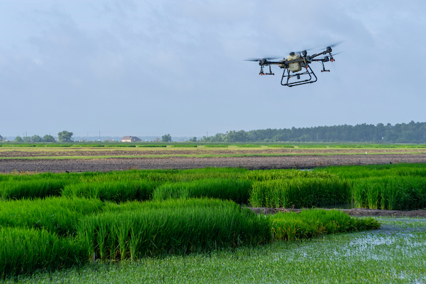 A sprayer drone flying over a rice field