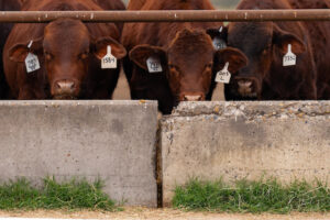 Several reddish brown cattle with numbered ear tags feed in a pen