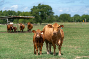 A cow and calf in front of others in a green pasture
