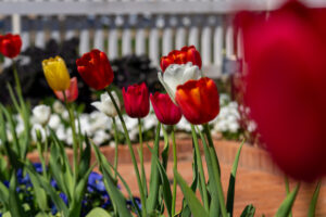 yellow red and white tulips