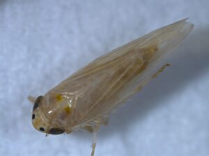 closeup of a corn leafhopper. it is brownish in color with two black spots between its eyes