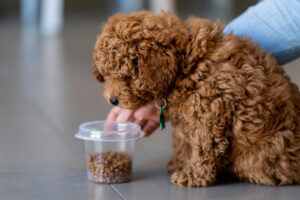 a curly brown haired puppy eats from a plastic container with food in it