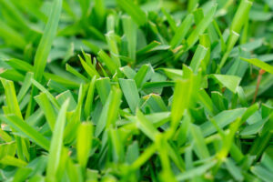 Closeup of blades of green grass