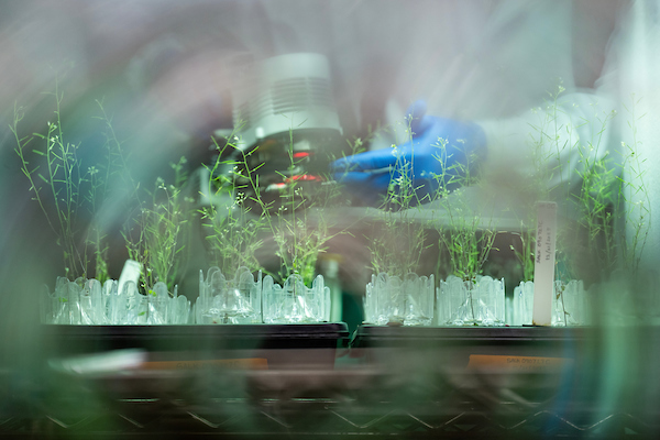 The hands of a researcher, with blue gloves on, tending to plants being grown in a controlled environment
