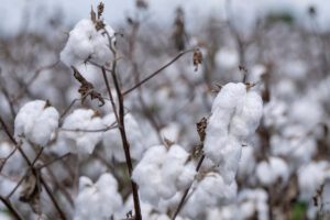 cotton plants