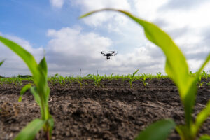 A drone flying over a crop of seedlings