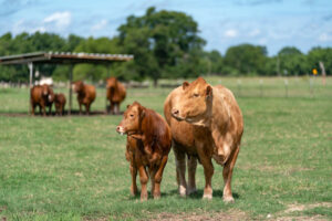 cow-calf standing in pasture