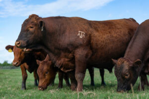 A herd of cattle grazing in a field. There is a Texas A&M logo brand visible on one of them