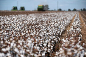 A field of cotton ready to be picked.