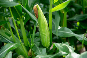 An ear of corn on the stalk in a field