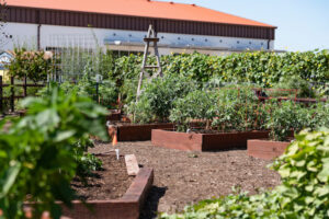 Multiple raised vegetable garden beds in an area with a building in the background