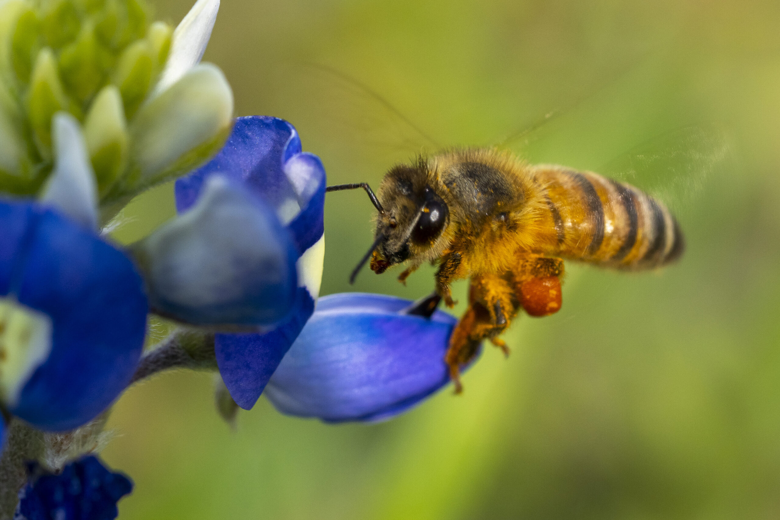 A bee sitting on a bluebonnet