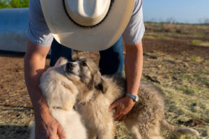 A man in a cowboy hat petting a pair of dogs