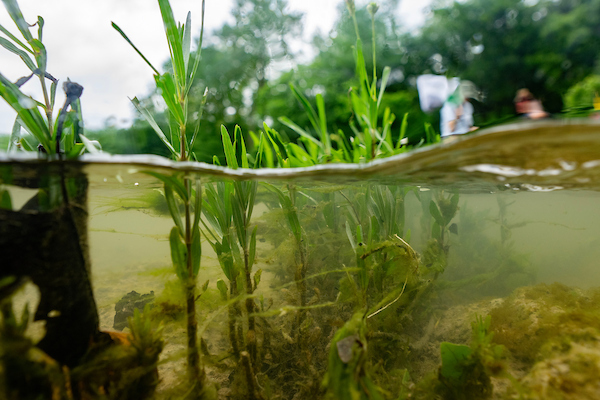 Aquatic vegetation peaks above the surface of a water body.