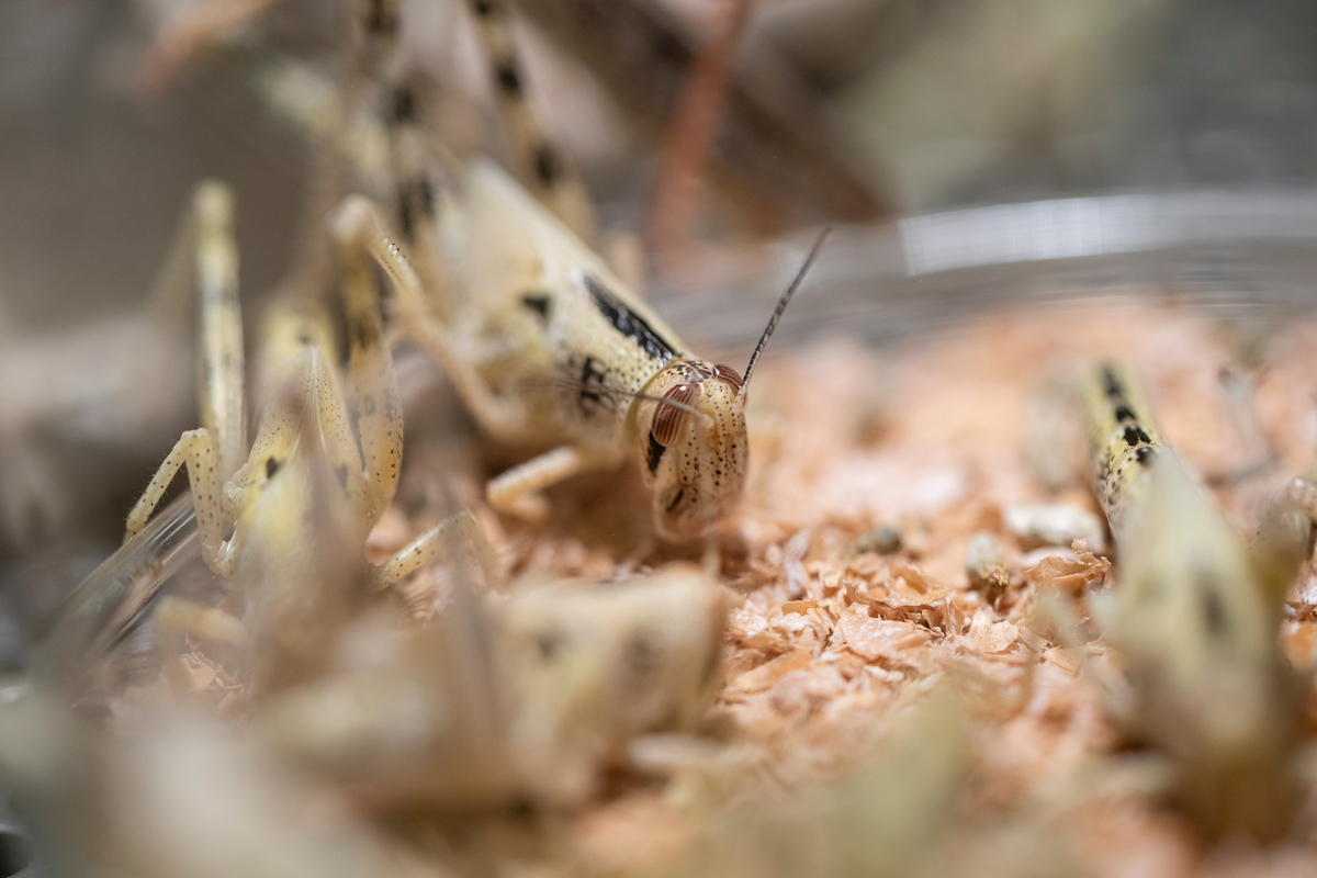 Locusts in a lab setting.