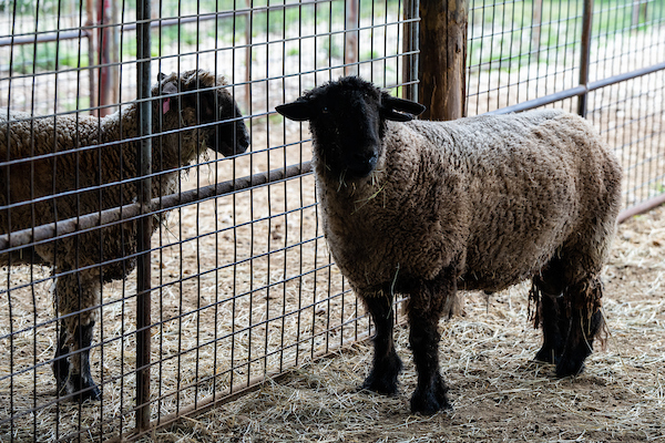 Two sheep standing in a pen separated by a fence