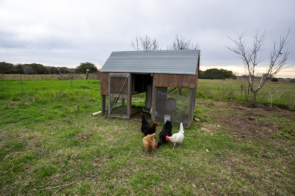 Five things to know about raising backyard chickens