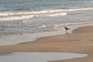 A gull standing on the beach