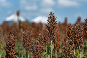 mature sorghum