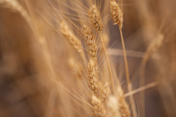 closeup of a wheat field