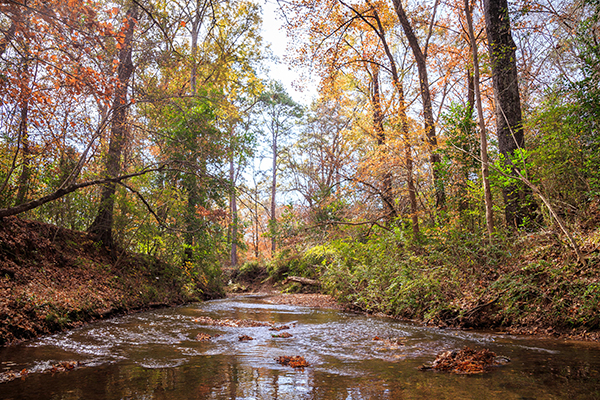 La Nana Bayou - a stream of water runs through tree-lined banks with green and some fall colors.