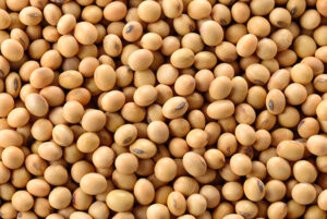 soybeans
