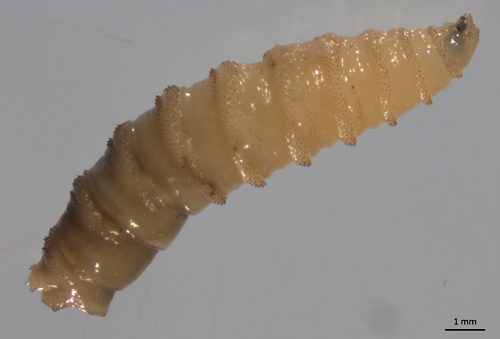 a maggot or light colored worm that has rings around its body