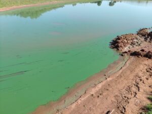 A vibrant cyanobacteria bloom in a pond.